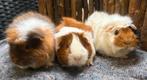 Cavia zeugjes met castraat, Wodan, Winnie & Cherry, Dieren en Toebehoren, Knaagdieren, April, Meerdere dieren, Cavia