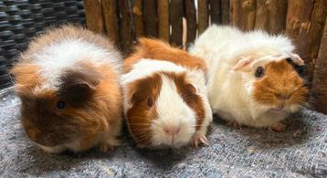 Cavia zeugjes met castraat, Wodan, Winnie & Cherry beschikbaar voor biedingen