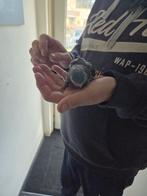Mooie donker blauwe catharina parkiet om tam te maken, Mannelijk, Parkiet, Geringd