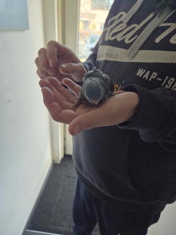 Mooie donker blauwe catharina parkiet om tam te maken  beschikbaar voor biedingen