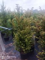 Taxus baccata venijnboom in pot 120-140cm haag struiken, Ophalen of Verzenden, Taxus, Struik, 100 tot 250 cm