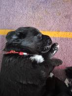 Te koop boulab pups uit huis/woonkamer, 8 tot 15 weken, Meerdere, Meerdere dieren, Nederland