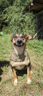 Knappe Mamita zoekt een leuk baasje, Dieren en Toebehoren, Honden | Niet-rashonden, Particulier, Rabiës (hondsdolheid), Buitenland