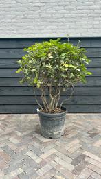 Meerstammige steeneik, Tuin en Terras, Planten | Bomen, Ophalen, Halfschaduw, Overige soorten, 100 tot 250 cm