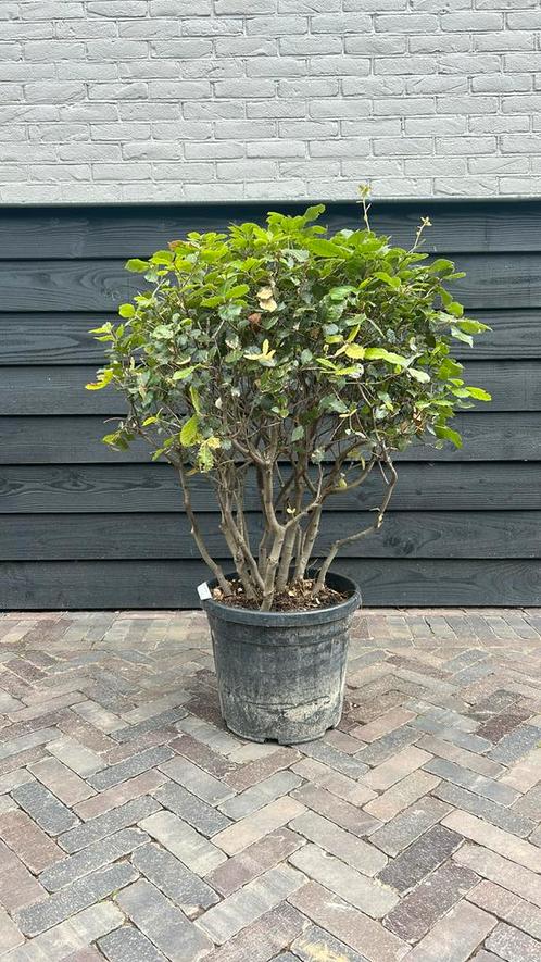 Meerstammige steeneik, Tuin en Terras, Planten | Bomen, Overige soorten, 100 tot 250 cm, Halfschaduw, Zomer, Ophalen