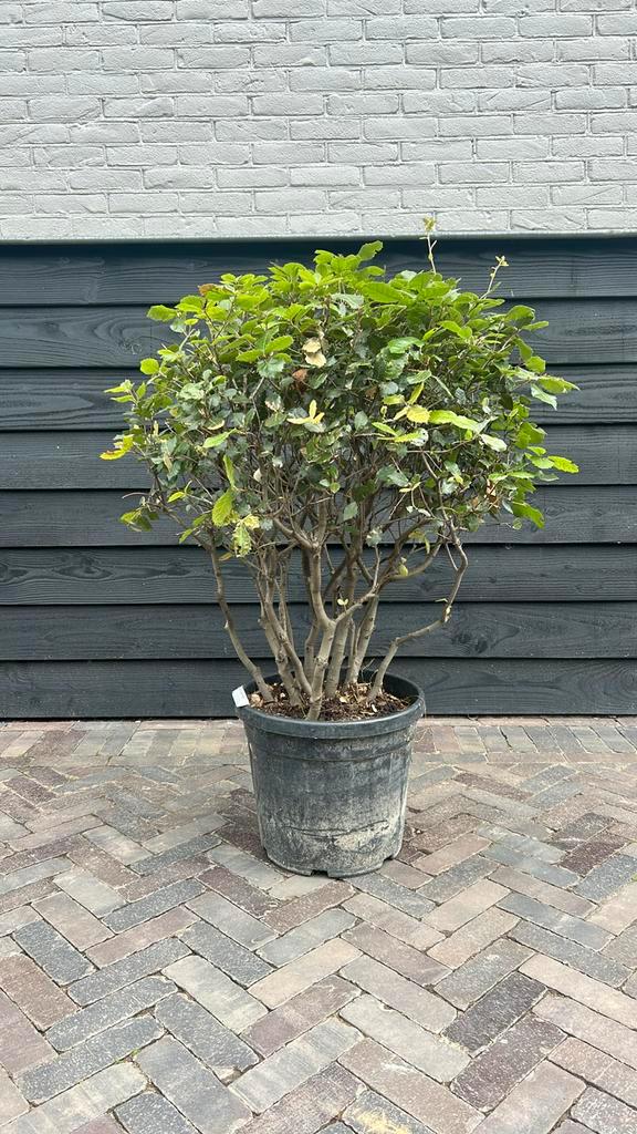 Meerstammige steeneik, Tuin en Terras, Planten | Bomen, Overige soorten, 100 tot 250 cm, Halfschaduw, Zomer, Ophalen