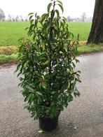 Portugese Laurier, Haagplant, Prunus lusitanica Angustifolia, Ophalen, Laurier, Haag, 100 tot 250 cm