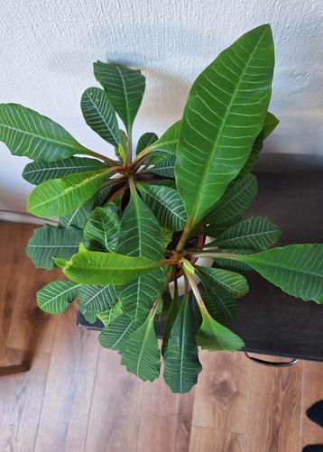 12 zaden en van de Euphorbia Leuconeura/Madagascar Jewel beschikbaar voor biedingen
