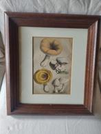 Oude Paddenstoelen Lithogravie champignons in Lijst, Antiek en Kunst, Ophalen of Verzenden