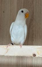 3 x Agapornis dwergpapegaai roseicollie om tam te maken, Dieren en Toebehoren, Vogels | Parkieten en Papegaaien, Meerdere dieren