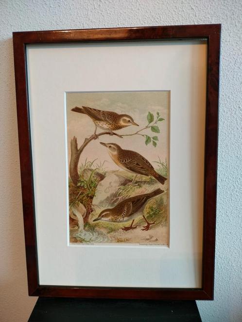 Chromolitho Litho A. Haase Praag Vogels Vogel Birds 1888, Antiek en Kunst, Kunst | Litho's en Zeefdrukken, Ophalen of Verzenden
