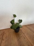 Hoya Kerri Hartjesplant 40€, Huis en Inrichting, Kamerplanten, Overige soorten, In pot, Minder dan 100 cm, Groene kamerplant