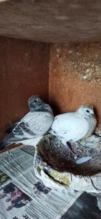 Postduiven koppel jongen, Dieren en Toebehoren, Meerdere dieren, Postduif