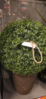 Neppe buxus struik in pot, Ophalen of Verzenden, Overige soorten, In pot, Minder dan 100 cm