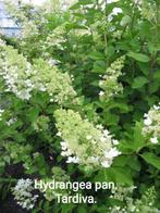 Hydrangea paniculata Tardiva, Ophalen of Verzenden