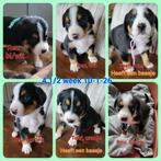 Entlebucher Sennenhond pup, Ophalen, Zo goed als nieuw