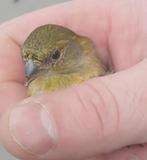 Zwartkopsijzen, Meerdere dieren, Tropenvogel, Geringd