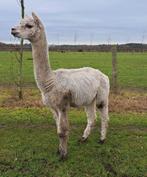 Alpaca hengst €75,-, Dieren en Toebehoren, Overige Dieren, Juni, Mannelijk