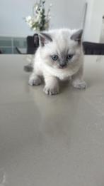 Britse korthaar kittens, Dieren en Toebehoren, Meerdere dieren