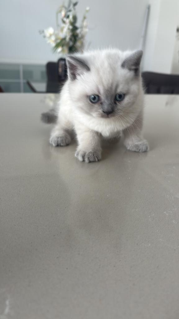 Britse korthaar kittens, Dieren en Toebehoren, Katten en Kittens | Raskatten | Korthaar, Meerdere dieren