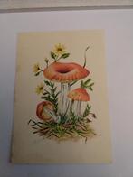 A. BLOCK.  BRAAKRUSSULA.  PADDESTOEL, Verzamelen, Ansichtkaarten | Themakaarten, Ophalen of Verzenden