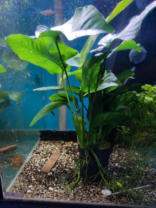 Anubias xl plant of wel moeder plant, Dieren en Toebehoren, Vissen | Aquaria en Toebehoren, Nieuw, Plant(en), Steen of Hout, Ophalen of Verzenden