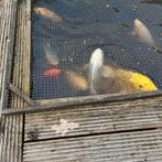 Japanse koikarpers, Dieren en Toebehoren, Vissen | Vijvervissen