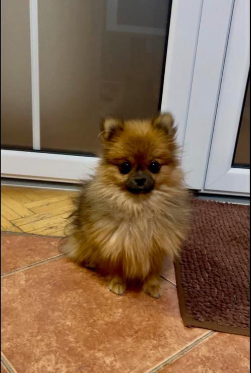 MINI POMERANIAN PUPS POMERIAAN Mini Bearface, Dieren en Toebehoren, Honden | Poolhonden, Keeshonden en Oertypen, Meerdere dieren