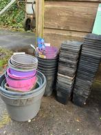 Planten | potjes | voorzaaien | gratis |, Ophalen of Verzenden, Eenjarig, Overige soorten, Volle zon