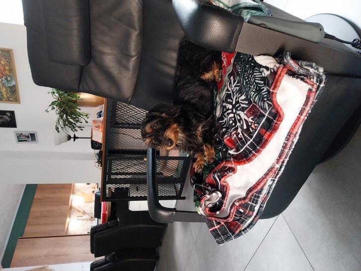 Tekoop  teckel gecastreerd i, Dieren en Toebehoren, Honden | Teckels en Dashonden, Reu, Ruwhaar, Dwerg, Particulier, Eén hond