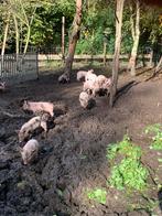 Biggen te koop pietrain/fokvarken, Dieren en Toebehoren, Meerdere dieren, Varken