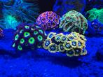 Zoanthids zoas buttons, Dieren en Toebehoren, Vissen | Aquariumvissen, Vis