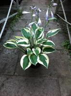 Hosta's in diverse kleuren, soorten en hoogtes, Vaste plant, Halfschaduw, Zomer, Ophalen