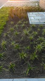 Hovenier, Diensten en Vakmensen, Tuinmannen en Stratenmakers, Garantie, Tuinontwerp