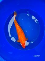 Gezonde Koi vissen, Dieren en Toebehoren, Vissen | Vijvervissen, Karper of Koi