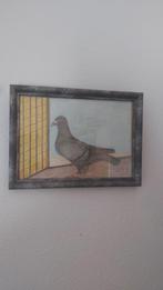 Leuke aquarel tekening. Kras duivin voor een liefhebber., Dieren en Toebehoren, Vogels | Duiven, Vrouwelijk
