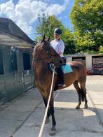 Lease paarden, Ophalen of Verzenden