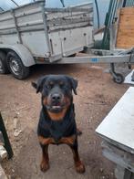 rottweiler teef, Dieren en Toebehoren, 1 tot 2 jaar, Teef, Eén hond, Rottweiler