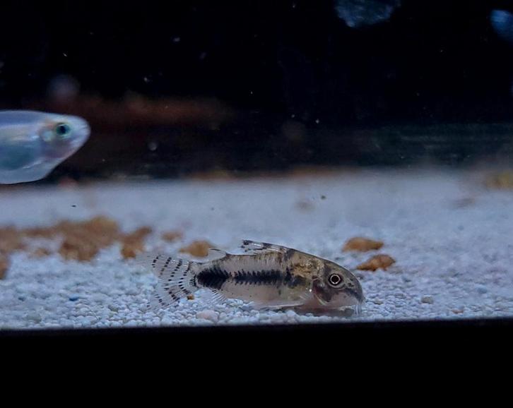 Corydoras Habrosus - Dwergcorydoras, Dieren en Toebehoren, Vissen | Aquariumvissen, Zoetwatervis, Vis, Schoolvis
