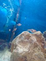 Kegelvlek barbeel, Vis