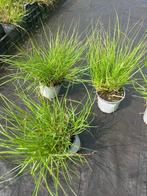 lampenpoetser/gras/pennisetum zware planten ,  nu 2,30 op=op, Ophalen, Struik, Minder dan 100 cm