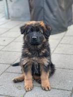 Prachtige langhaar duitse herder pups, Dieren en Toebehoren, Honden | Herdershonden en Veedrijvers, Rabiës (hondsdolheid), 8 tot 15 weken