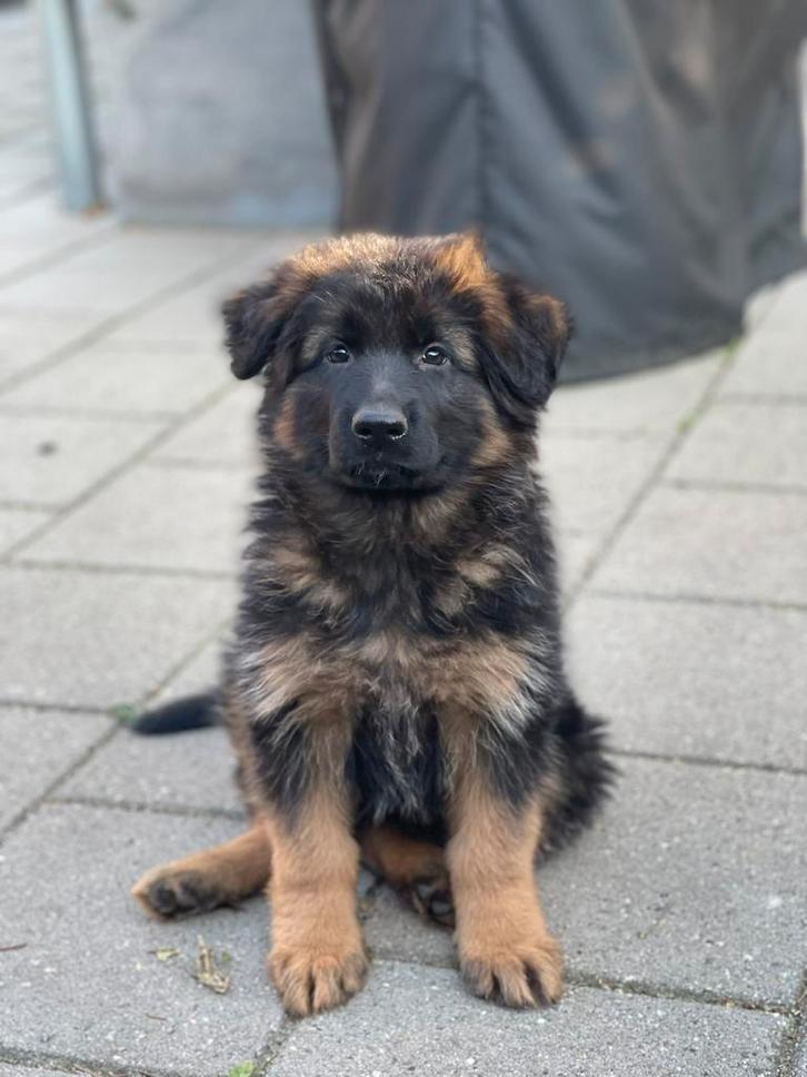 Prachtige langhaar duitse herder pups, Dieren en Toebehoren, Honden | Herdershonden en Veedrijvers, Meerdere dieren, Herder, Fokker | Hobbymatig