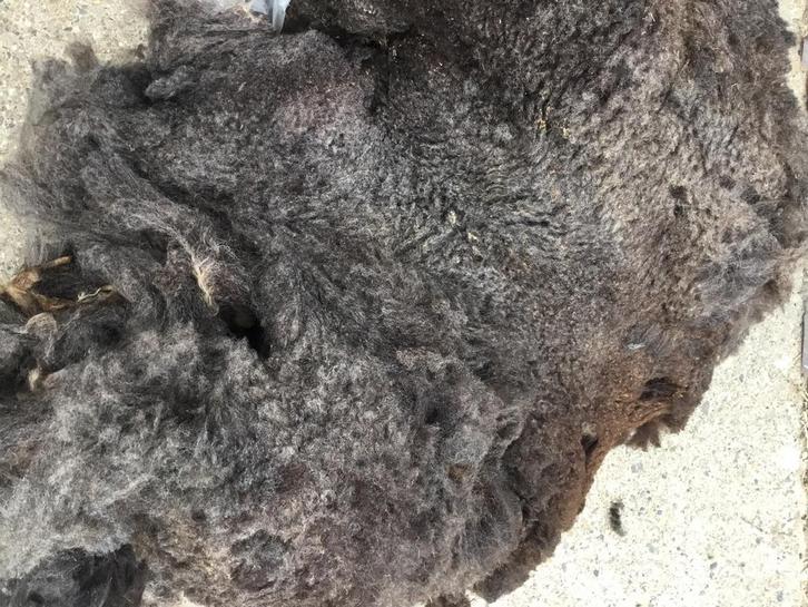 Mooie vachten schapenwol, div. kleuren en soorten, Hobby en Vrije tijd, Spinnewielen en Spinnen, Nieuw, Spinwol, Ophalen of Verzenden