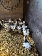 Brahma kuikens wit/zwart columbia, Dieren en Toebehoren, Pluimvee, Meerdere dieren, Kip