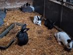 Vlaamse reuzen  4 maanden oud, Dieren en Toebehoren, Konijnen, Meerdere dieren, Groot