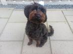 Teddy zoekt huis teefje.9 maanden, Dieren en Toebehoren, Rabiës (hondsdolheid), 15 weken tot 1 jaar, Overige rassen, Teef