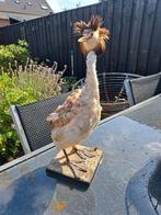 Opgezette fuut., Verzamelen, Dierenverzamelingen, Ophalen, Gebruikt, Vogel, Opgezet dier