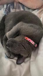 british short hears, Dieren en Toebehoren, Katten en Kittens | Overige Katten, Poes, Kortharig, 0 tot 2 jaar