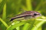 Corydoras pygmaeus, Vis